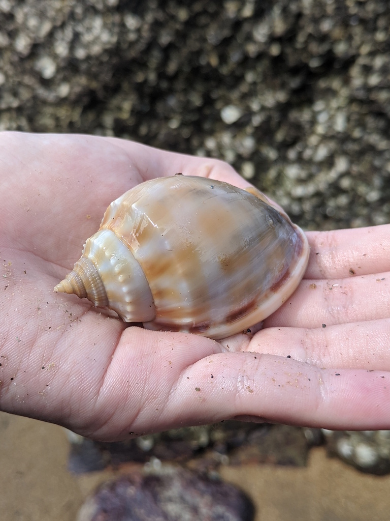 Banded Bonnet Snail from Flying Fish Point QLD 4860, Australia on June ...