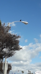 Corvus brachyrhynchos