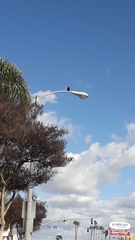 Corvus brachyrhynchos