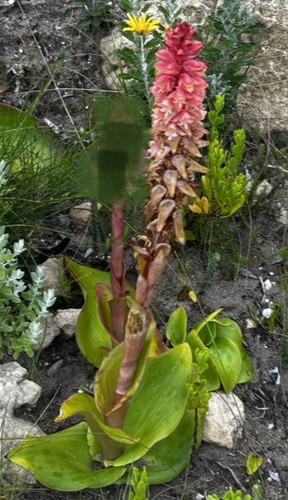 Pink Satyre (Satyrium carneum)