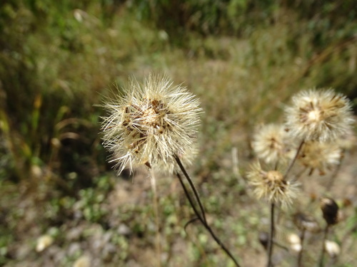 Image of Mexican Arnica (Heterotheca inuloides) by (c) Alexis López Hernández, some rights reserved (CC BY)