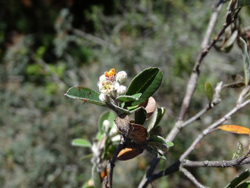 Image of Malacomeles denticulata by (c) Alexis López Hernández, some rights reserved (CC BY)