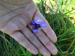 Dipterostemon capitatus