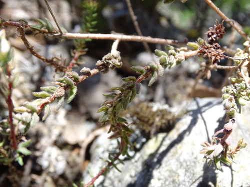 Sedum goldmanii, photograph 5