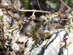 Sedum goldmanii, photograph (c) Alexis López Hernández, some rights reserved (CC BY)