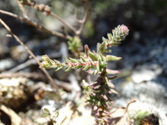 Sedum goldmanii