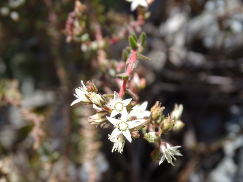 Sedum goldmanii, photograph 2