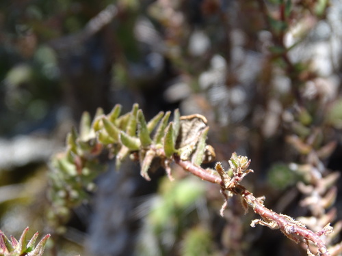 Sedum goldmanii, photograph 3