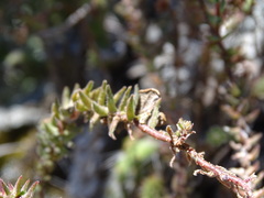 Sedum goldmanii, photograph (c) Alexis López Hernández, some rights reserved (CC BY)