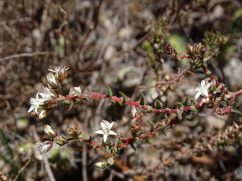 Sedum goldmanii, photograph 1