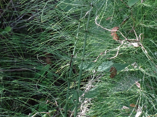 Image of Equisetum myriochaetum by (c) Alexis López Hernández, some rights reserved (CC BY)