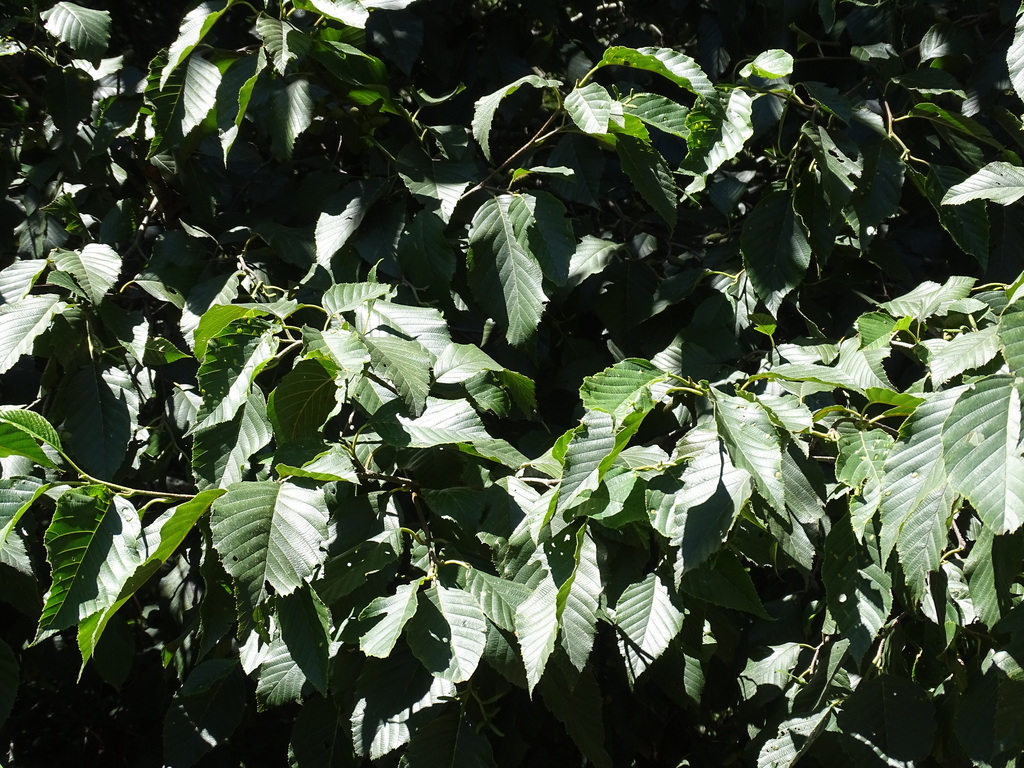 Alnus jorullensis; photograph (c) Alexis López Hernández, some rights reserved (CC BY)