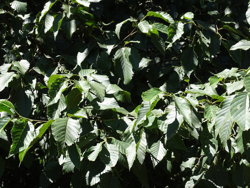 Image of Alnus jorullensis by (c) Alexis López Hernández, some rights reserved (CC BY)