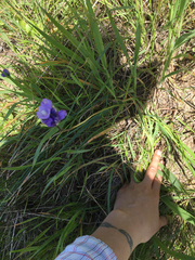 Dipterostemon capitatus