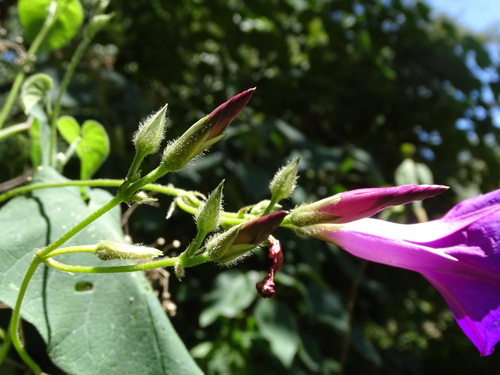 Image of Ipomoea orizabensis by (c) Alexis López Hernández, some rights reserved (CC BY)