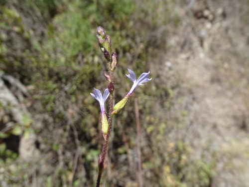 Image of Plumbago pulchella by (c) Alexis López Hernández, some rights reserved (CC BY)