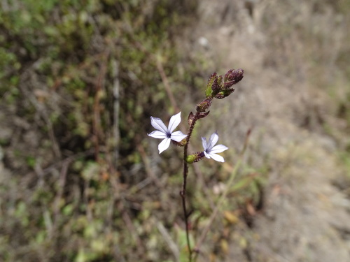 Image of Plumbago pulchella by (c) Alexis López Hernández, some rights reserved (CC BY)