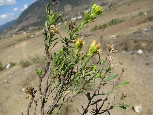 Image of Isocoma veneta by (c) Alexis López Hernández, some rights reserved (CC BY)