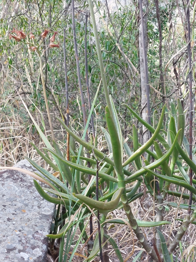 Cotyledon barbeyi Schweinf. ex Baker 2