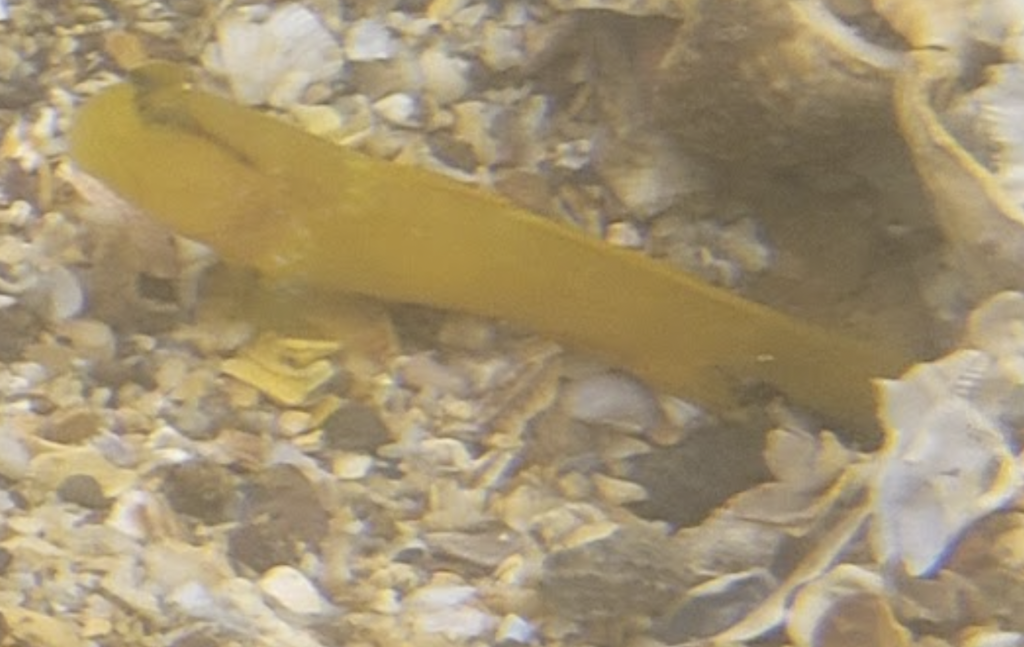 Bluestripe shrimpgoby (Cryptocentrus cyanotaenia) — Gobiidae