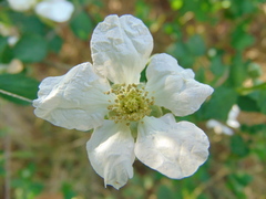 Rubus humistratus