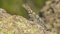 Tropidurus spinulosus