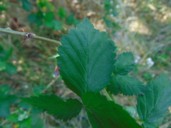 Rubus humistratus