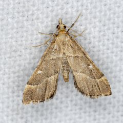 Diplopseustis prophetica