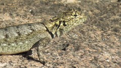 Tropidurus spinulosus