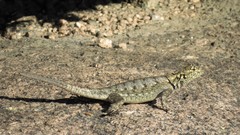 Tropidurus spinulosus
