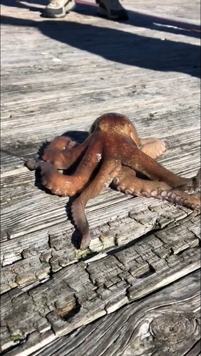 American Octopus photographed in Alabama