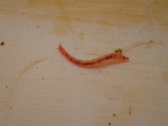 Micropsectra subletteorum