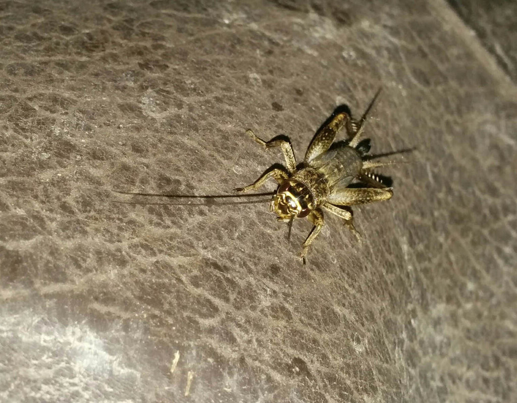 Verge Cricket