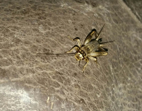 Verge Cricket