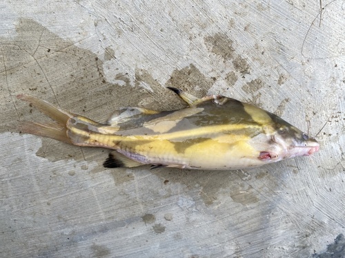 Harlequin catfish (Bagroides melapterus) — Bagridae — 3