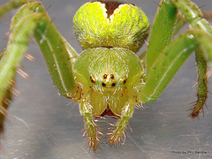 Colaranea melanoviridis