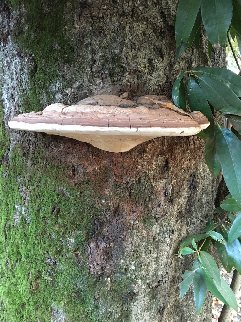 Ganoderma applanatum · November 2022 · photo: © donwerth-chikamatsu (iNaturalist, cc-by)