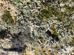 Bilimbia sabuletorum