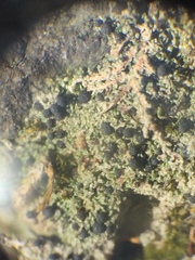 Bilimbia sabuletorum