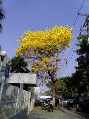 Handroanthus guayacan