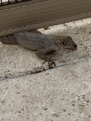 Anolis sagrei