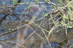 Lithobates septentrionalis