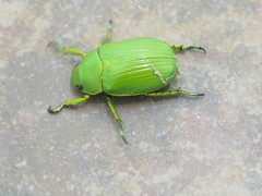 Chrysina
