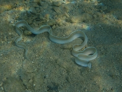 モヨウタケウツボ
