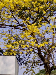 Handroanthus guayacan