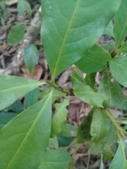 Erythroxylaceae