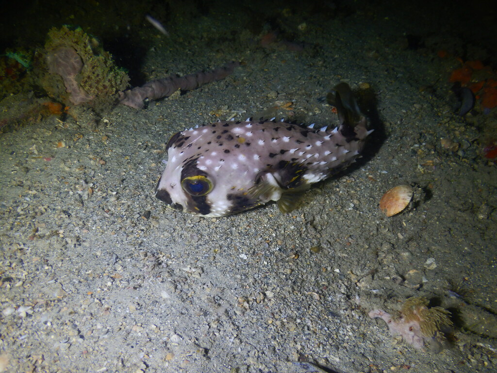 Fourbar porcupinefish (Lophodiodon calori) — Diodontidae