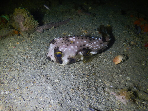 Fourbar porcupinefish (Lophodiodon calori) — Diodontidae