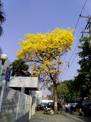 Handroanthus guayacan