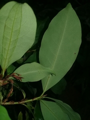 Erythroxylaceae
